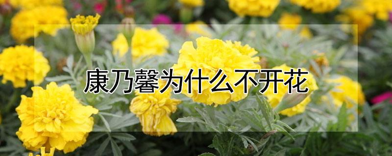 康乃馨为什么不开花 康乃馨不爱开花怎么办