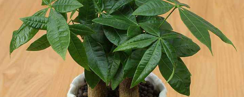 发财树叶子干枯是怎么回事 发财树枯叶子是什么原因