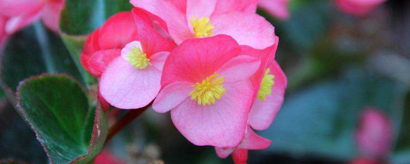 四季海棠怎么摘心打顶（四季海棠怎样摘心）