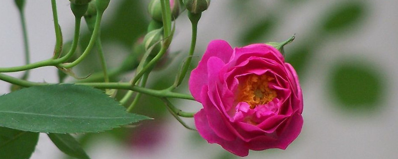 蔷薇生虫了怎么办 蔷薇有虫怎么办