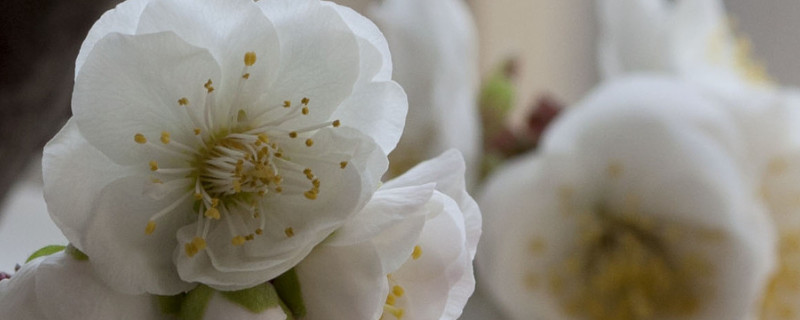 梅花怎么剪枝 梅花怎么剪枝留芽