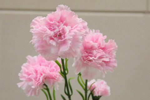 康乃馨颜色代表的含义