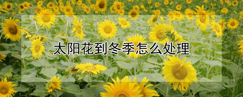 太阳花到冬季怎么处理(太阳花冬天怎么过)