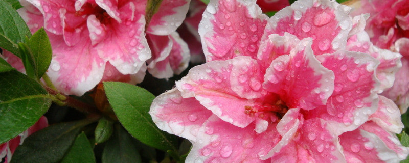 杜鹃花根部小芽要不要留着 杜鹃花底下发的芽能留吗