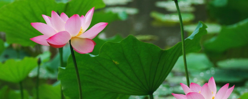 荷花有几种颜色 荷花有几种颜色分别是哪种颜色
