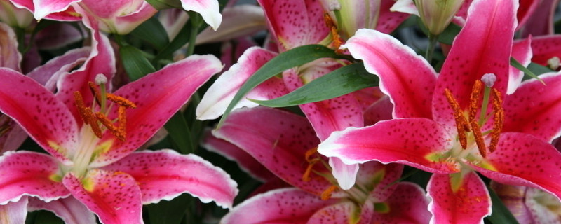 百合太香了怎么处理(怎样让百合不香)