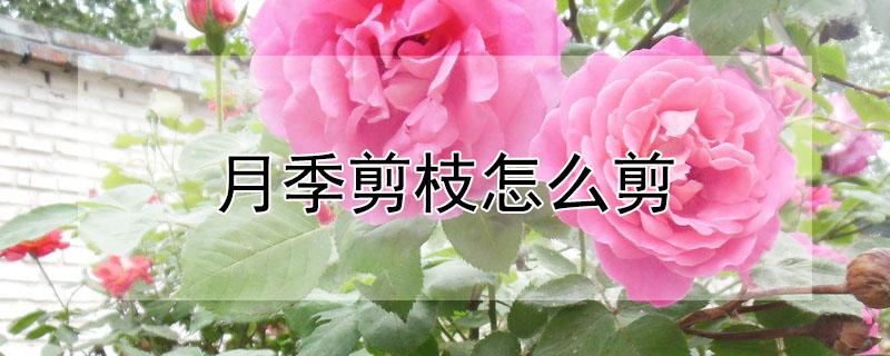 月季剪枝怎么剪（月季用剪吗,怎么剪）