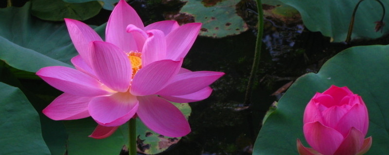 荷花的养殖方法和注意事项 荷花养殖注意事项