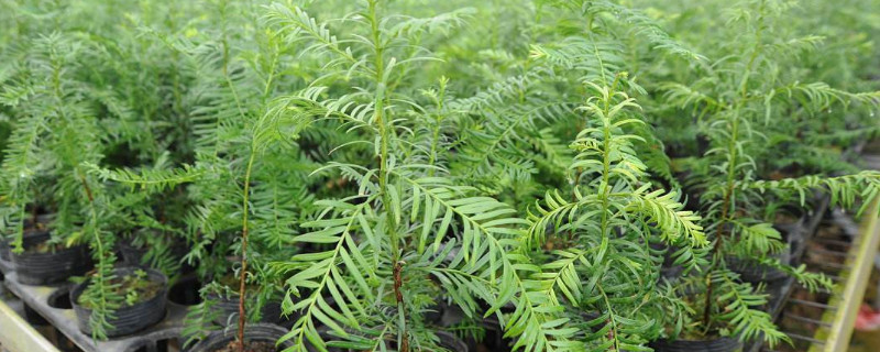 红豆杉叶子干枯怎么办 红豆杉叶子干枯怎么办红豆杉药物作用