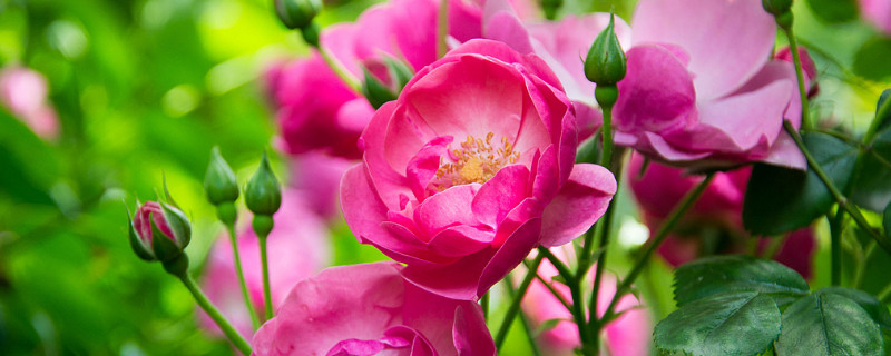 蔷薇花冬季需要修剪吗 蔷薇过冬需要修剪吗