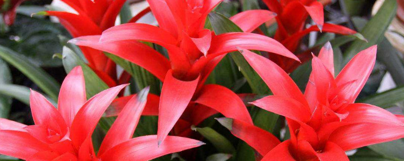 鸿运当头的花为什么不红了（鸿运当头的花会一直红吗）