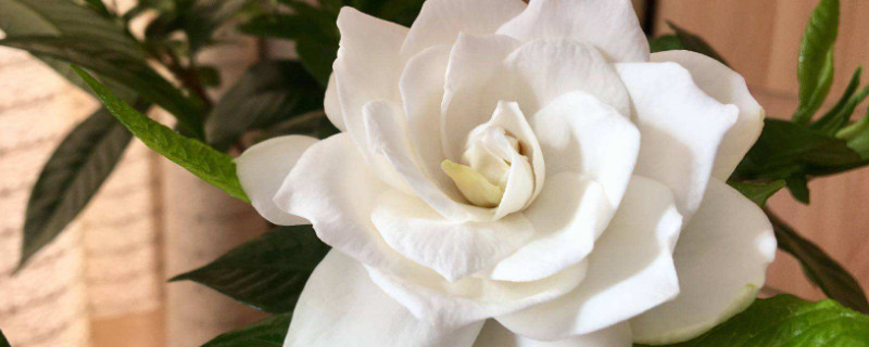 栀子花独杆怎么培育(怎么才能让栀子花长成杆独杆)