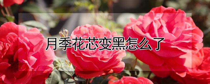 月季花芯变黑怎么了（月季花花瓣发黑）