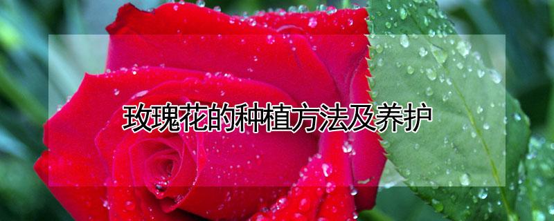 玫瑰花的种植方法及养护（玫瑰花的种植方法及养护的视频）