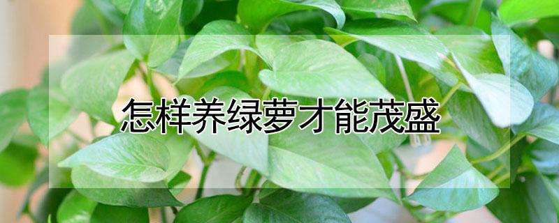 怎样养绿萝才能茂盛 怎样养绿萝才能茂盛阿司匹林