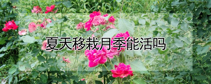 夏天移栽月季能活吗 夏季栽月季能活吗