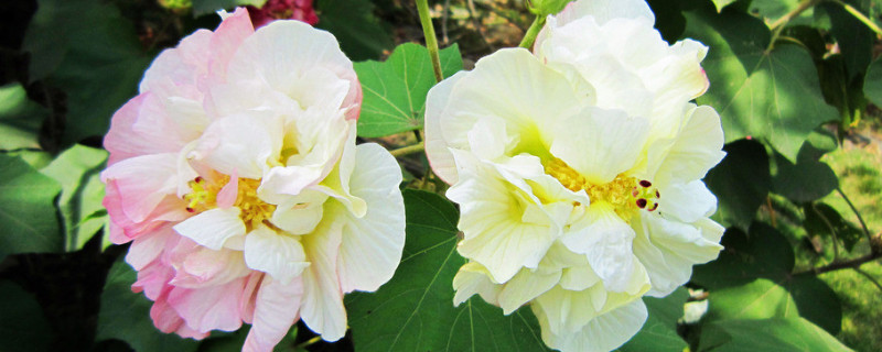 盆栽芙蓉花的扦插方法（芙蓉花的扦插养殖方法）