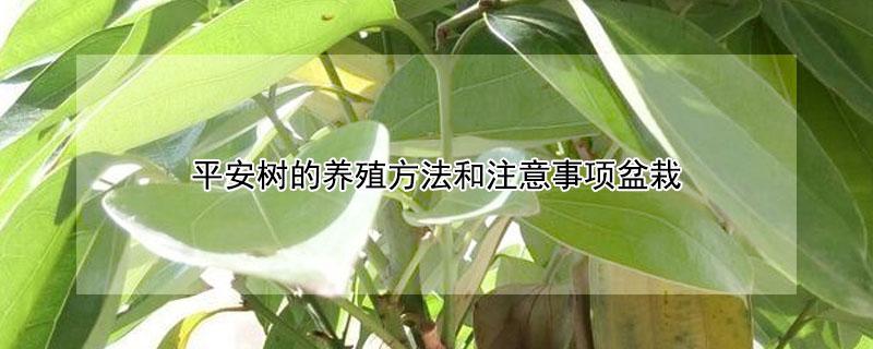 平安树的养殖方法和注意事项盆栽 平安树的养殖方法和注意事项盆栽冬季