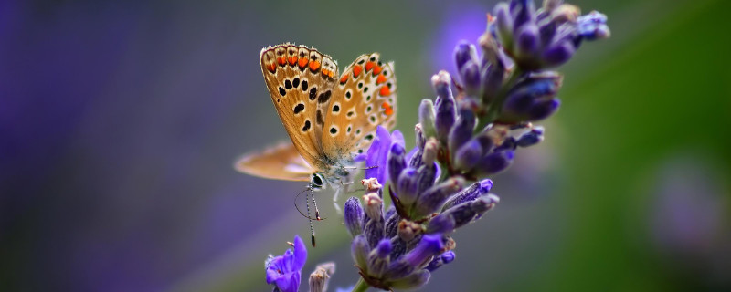薰衣草的种子浸泡方法(薰衣草种子泡水)