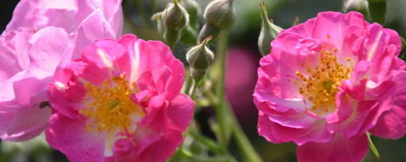 蔷薇花是什么季节开的（蔷薇花是什么季节开的?）