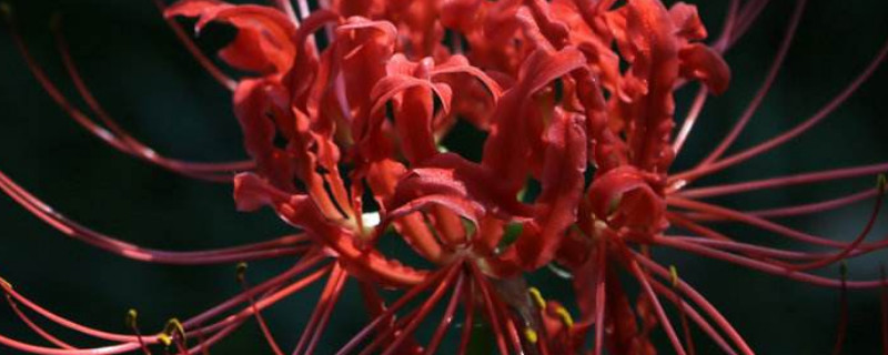 彼岸花家庭养殖有毒吗（彼岸花室内养有没有毒）