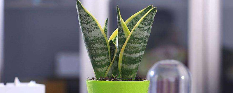 好看的观叶盆栽（最好看的观叶植物）