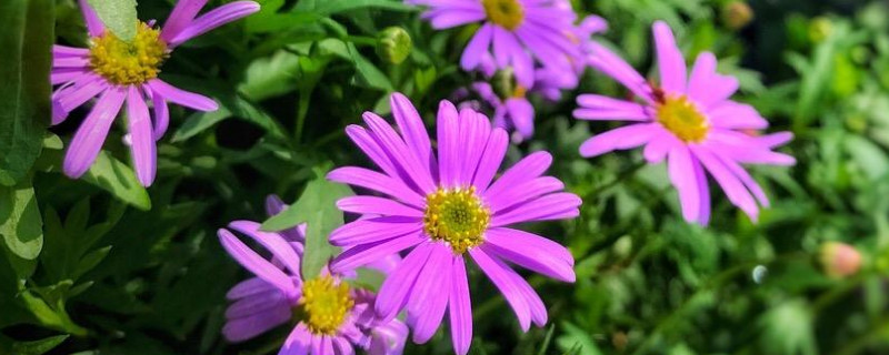 姬小菊的养殖方法与注意事项（姬小菊的养殖方法和注意事项）