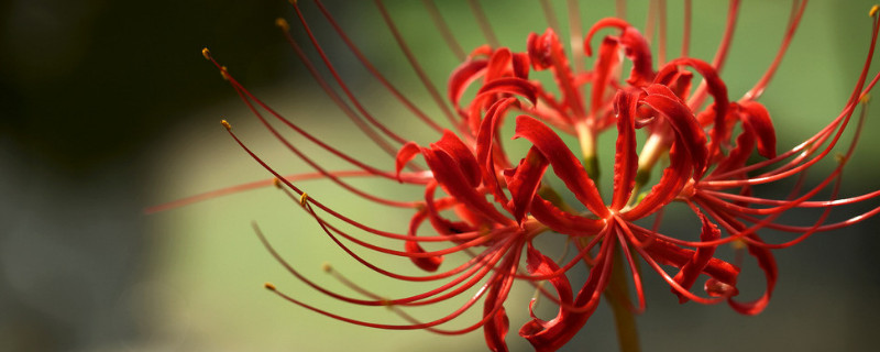彼岸花浇水注意事项（彼岸花需要施肥吗）