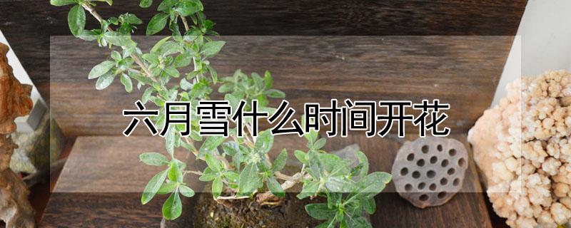 六月雪什么时间开花 六月雪什么时候开花?