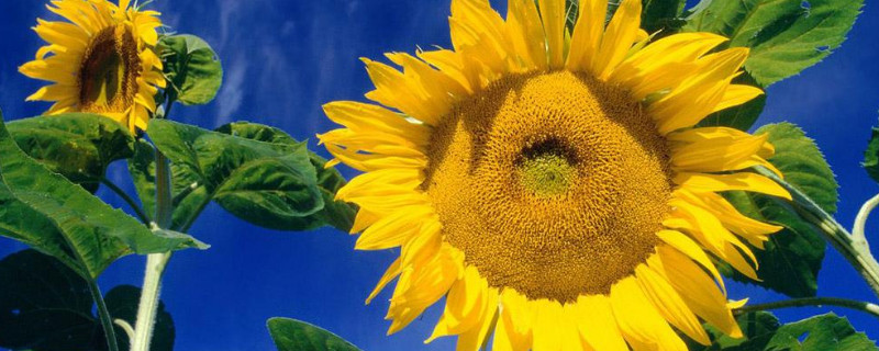 向日葵能活多久 花店的向日葵能活多久