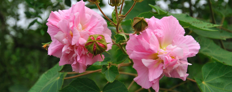 芙蓉花花期多长（芙蓉花开几季花期多长时间）