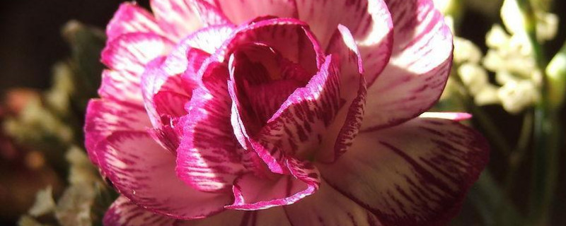 康乃馨的根部如何摘（摘下来的康乃馨怎么养）