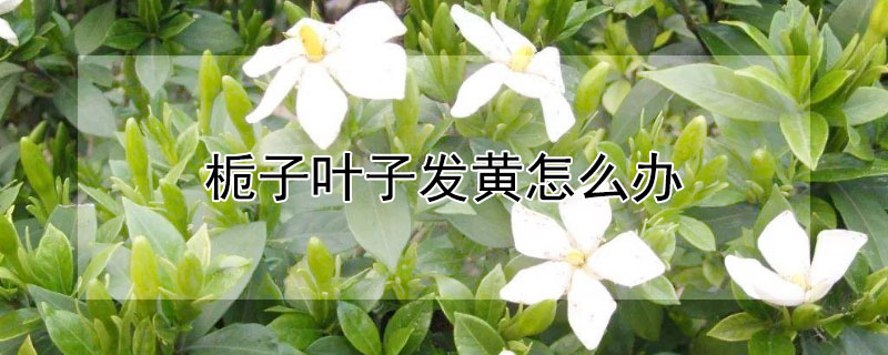 栀子叶子发黄怎么办（栀子叶子变黄怎么办）