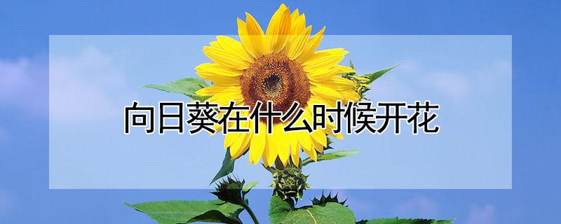 向日葵在什么时候开花 向日葵在什么时候开花?
