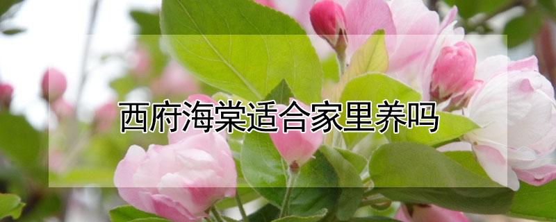 西府海棠适合家里养吗（西府海棠适合在院子里养么）