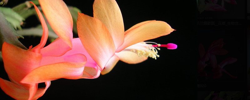 如何加速蟹爪兰开花（怎么促使蟹爪兰开花）