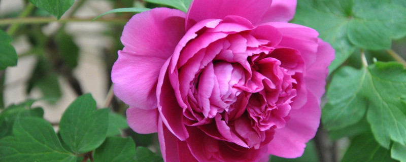 地栽牡丹过冬用不用修剪（地栽牡丹夏季要遮阴吗）