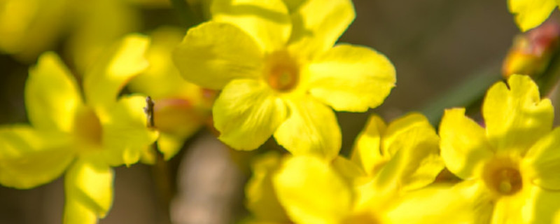 迎春花小苗造型及修剪(迎春小苗造型图)