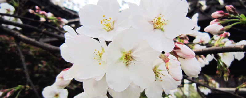 樱花春天还是冬天开 樱花春天开还是夏天开