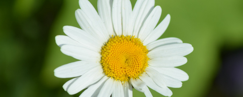 菊花秋天可以播种吗（菊花种子秋天可以播种吗）