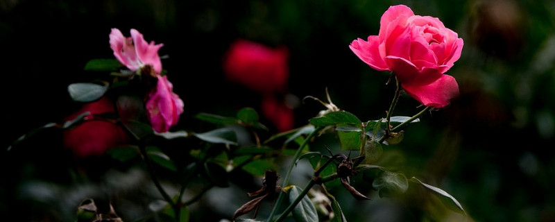 爬藤月季冬天怎么修剪 爬藤月季冬天怎么剪枝条