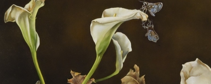 马蹄莲球根烂了怎么办 马蹄莲球烂掉了能救吗