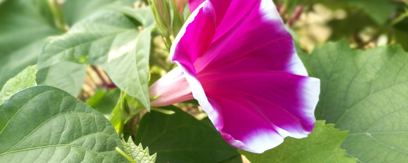 牵牛花需要授粉吗 牵牛花是如何授粉的