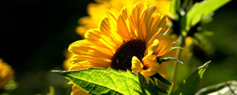 向日葵和菊花的区别（向日葵是菊花类吗）