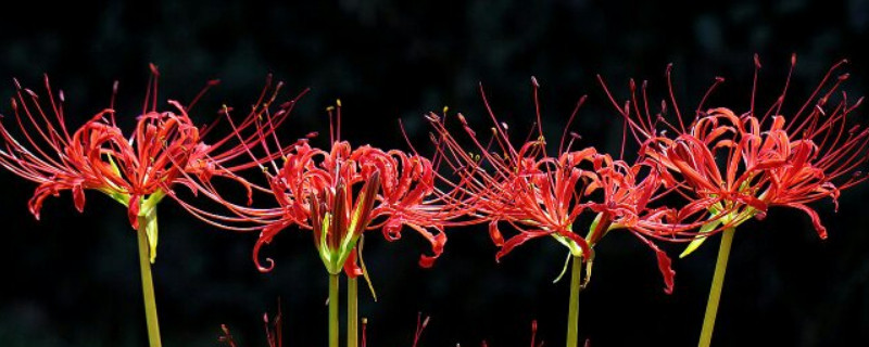 彼岸花的叶子什么时候枯萎（彼岸花叶子几月份叶子枯萎）