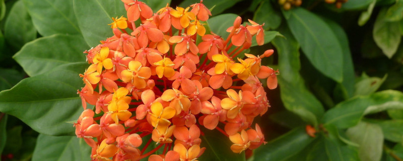 球兰快速开花的小窍门（球兰快速生长的小窍门）