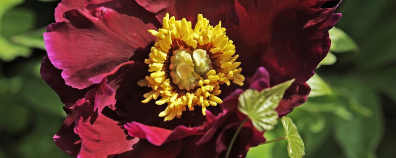 芍药花秋天可以移植吗（芍药四月可以移植吗）