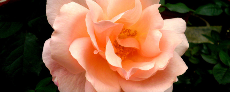 收到的玫瑰花束怎么养（收到的玫瑰花束大概能活多久）