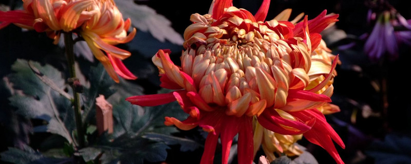 水养菊花几天换一次水(菊花多久换水)