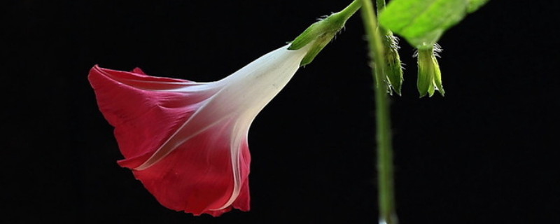 牵牛花又叫什么花（牵牛花还有一种名字叫什么）